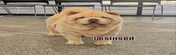 Chow Chow dogs for sale: St Nick  - Ad 2