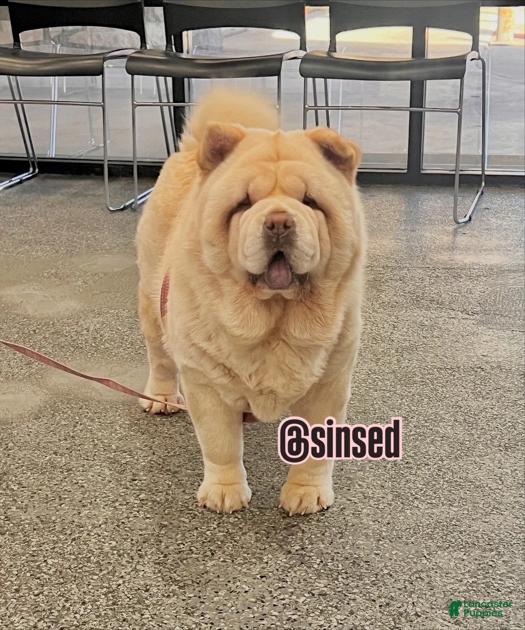 Chow Chow dogs for sale: St Nick  - Ad 2