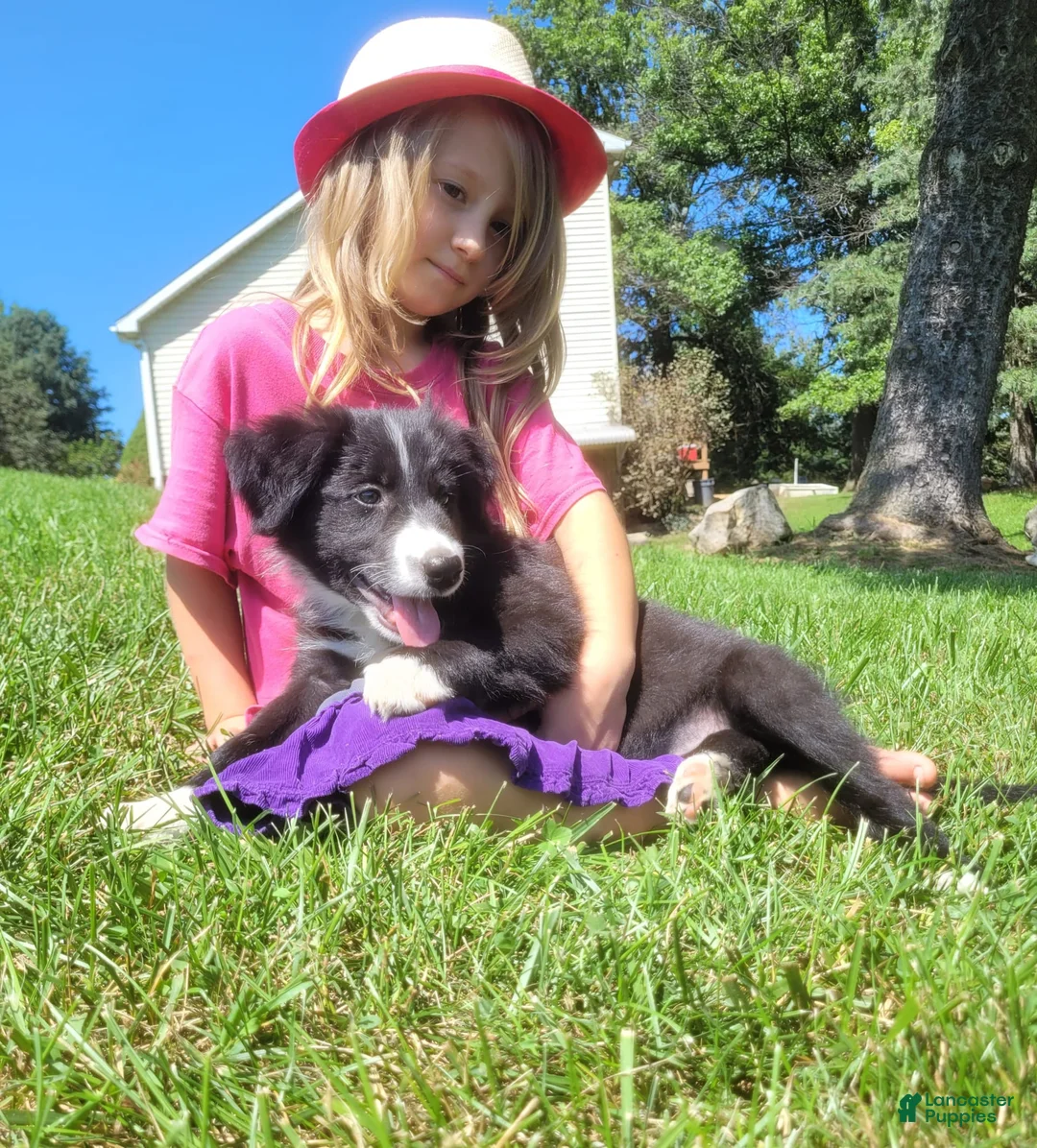 Border Collie dogs for sale: Bonnie - Ad 4