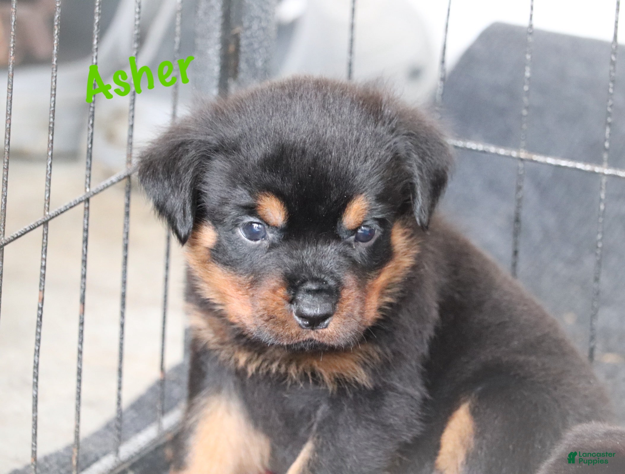 Rottweiler dogs Asher - Ad 2