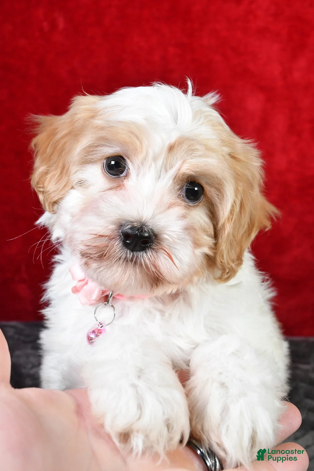 Gallery Image {{count}}