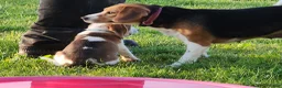 Beagle dogs for sale: Clyde - Ad 4