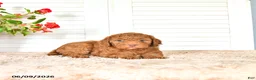 Mini Goldendoodle dogs for sale: Nate - Ad 4