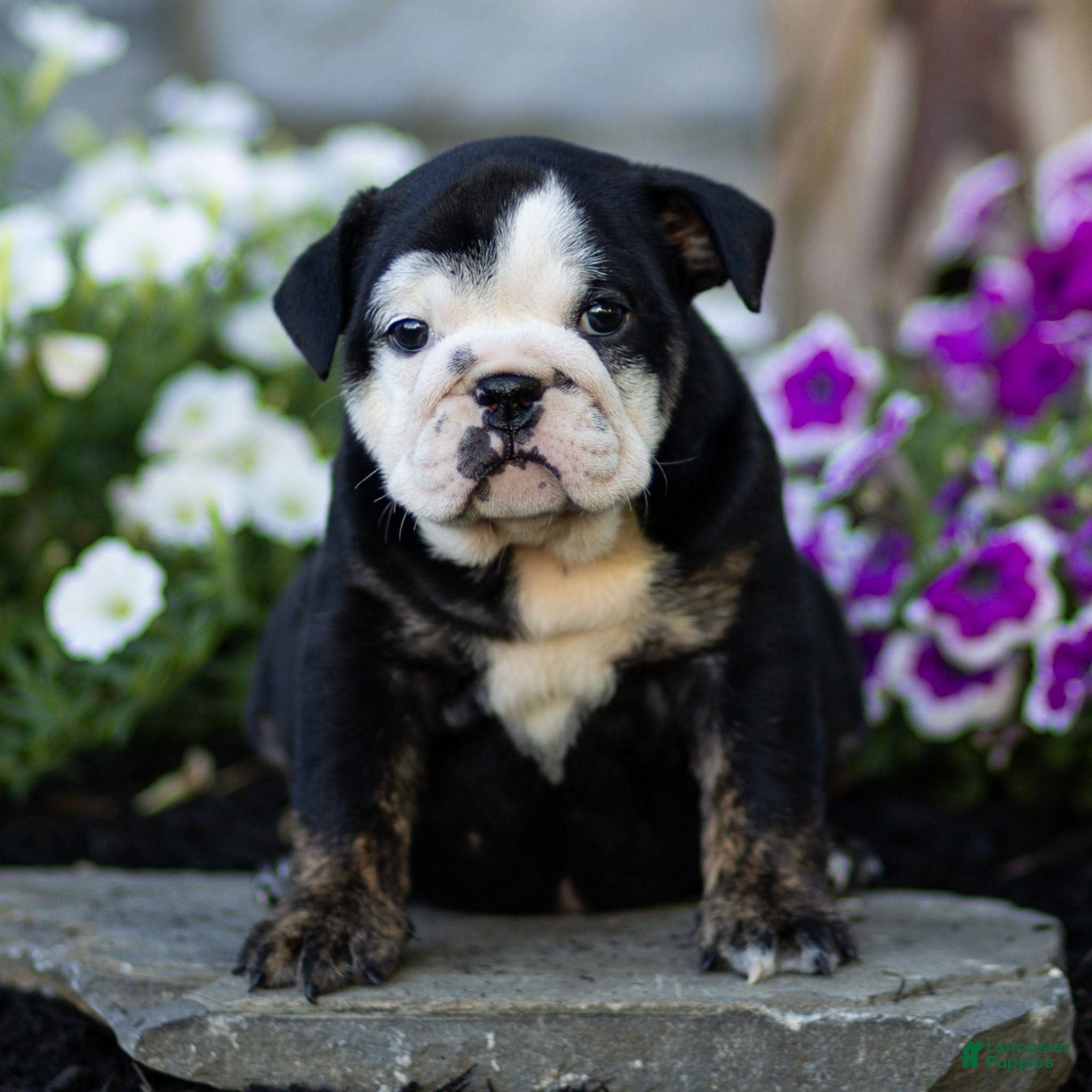 English Bulldog dogs Winnie English Bulldog  - Ad 1