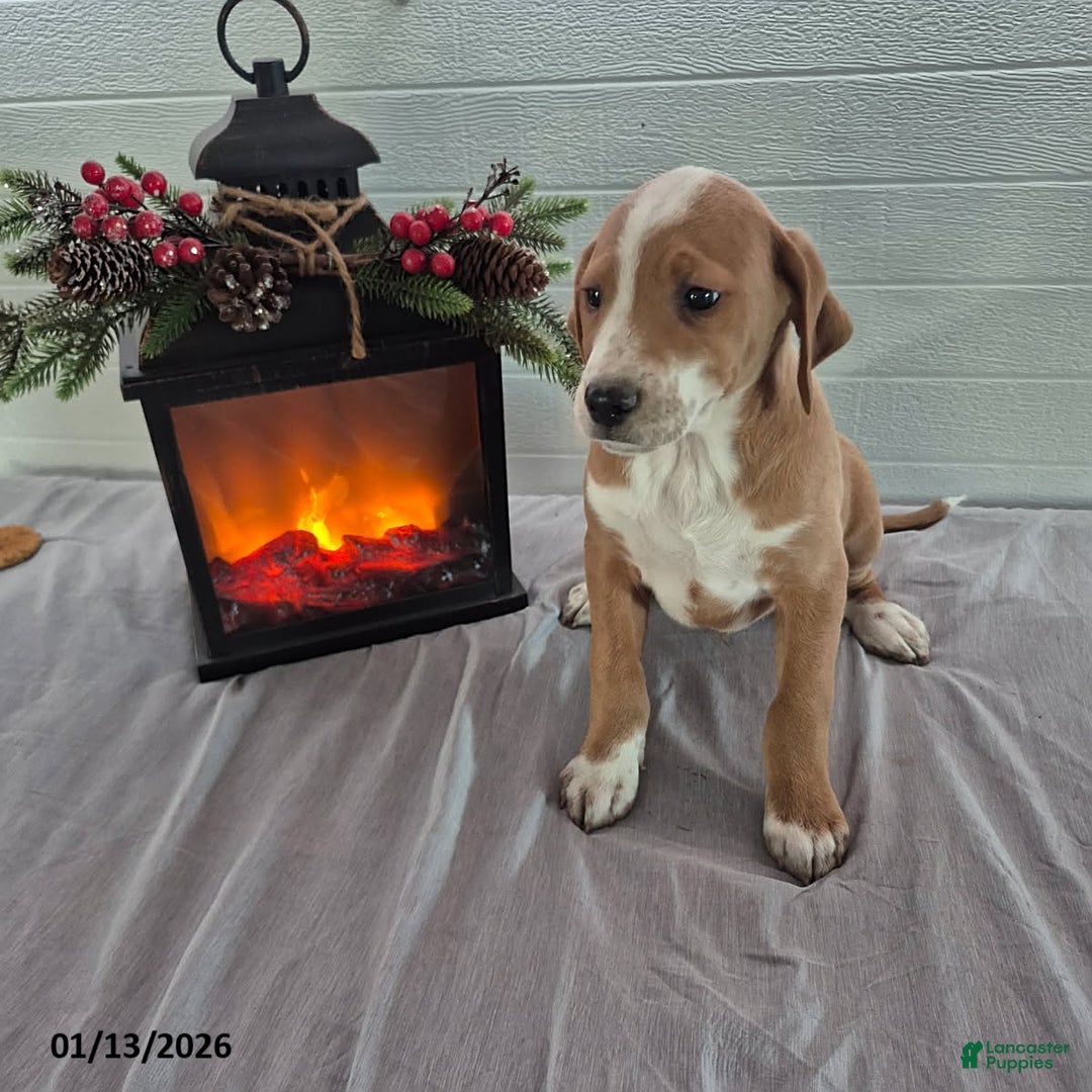 Mixed Breed dogs for sale: Hickory - Ad 3