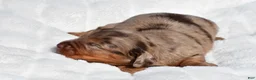 Miniature Dachshund dogs for sale: Harper - Ad 10