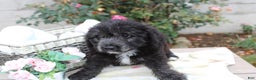 Mini Aussiedoodle dogs for sale: Aussiedoodle Puppy 3 Lenny - Ad 1