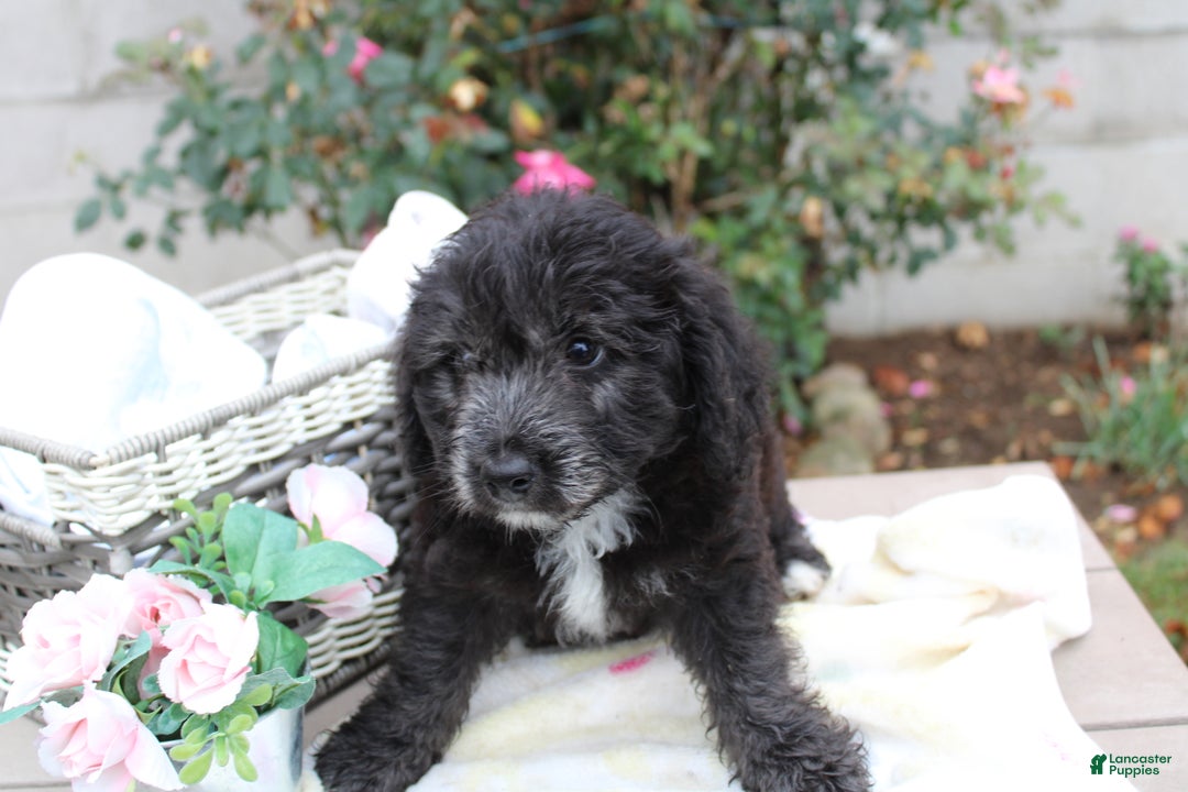 Mini Aussiedoodle dogs for sale: Aussiedoodle Puppy 3 Lenny - Ad 1