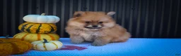 Pomeranian dogs for sale: Max🐾 - Ad 12