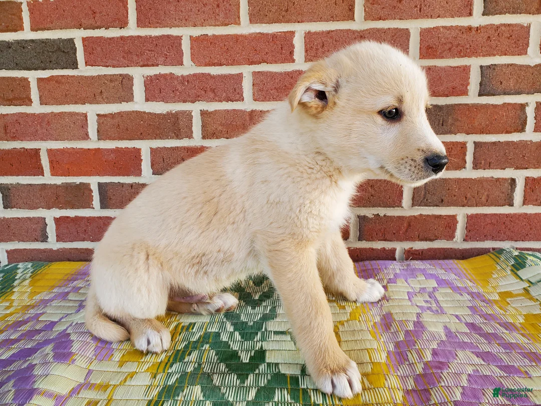 Mixed Breed dogs for sale: Henry - Ad 3