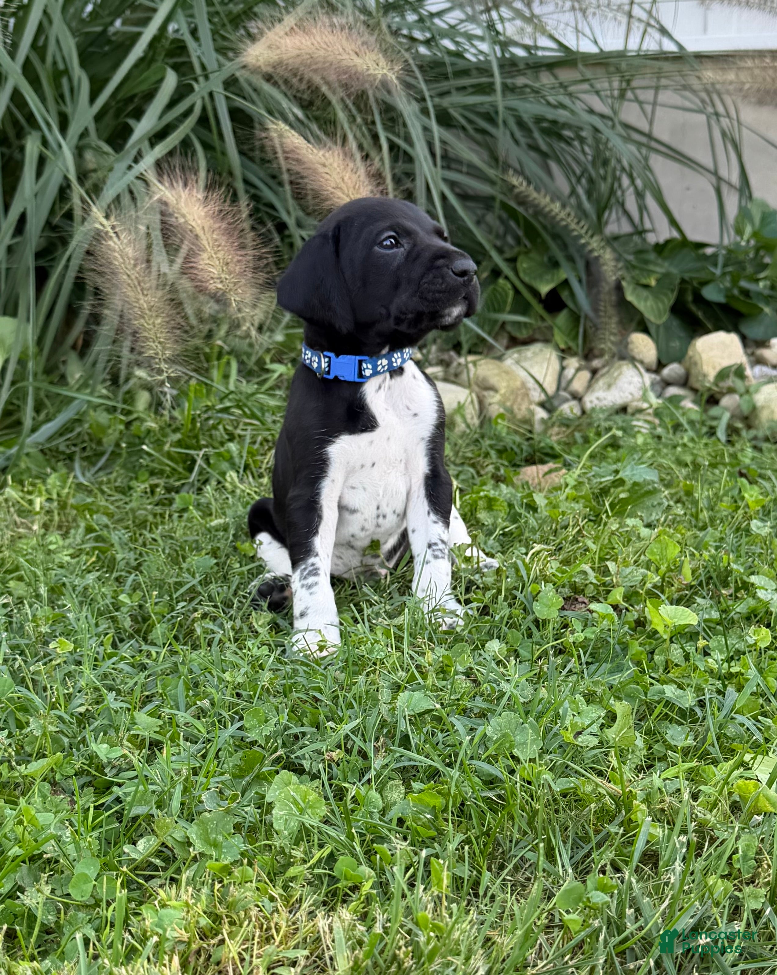 German Shorthaired Pointer dogs German Shorthaired Pointer 3 - Ad 28
