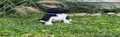 German Shorthaired Pointer 3