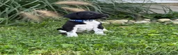 German Shorthaired Pointer dogs for sale: German Shorthaired Pointer 3 - Ad 1