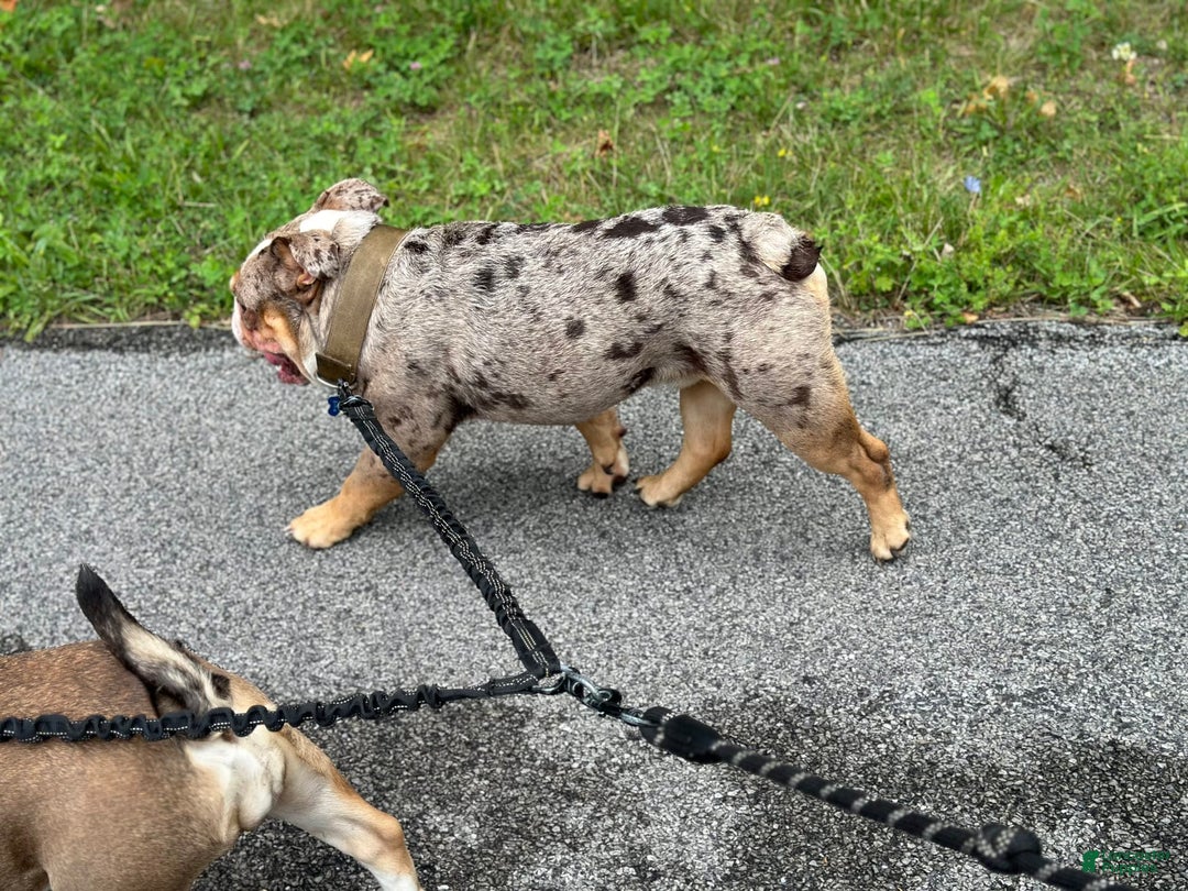 English Bulldog dogs for stud: ENTITLED BULLIES - Ad 5