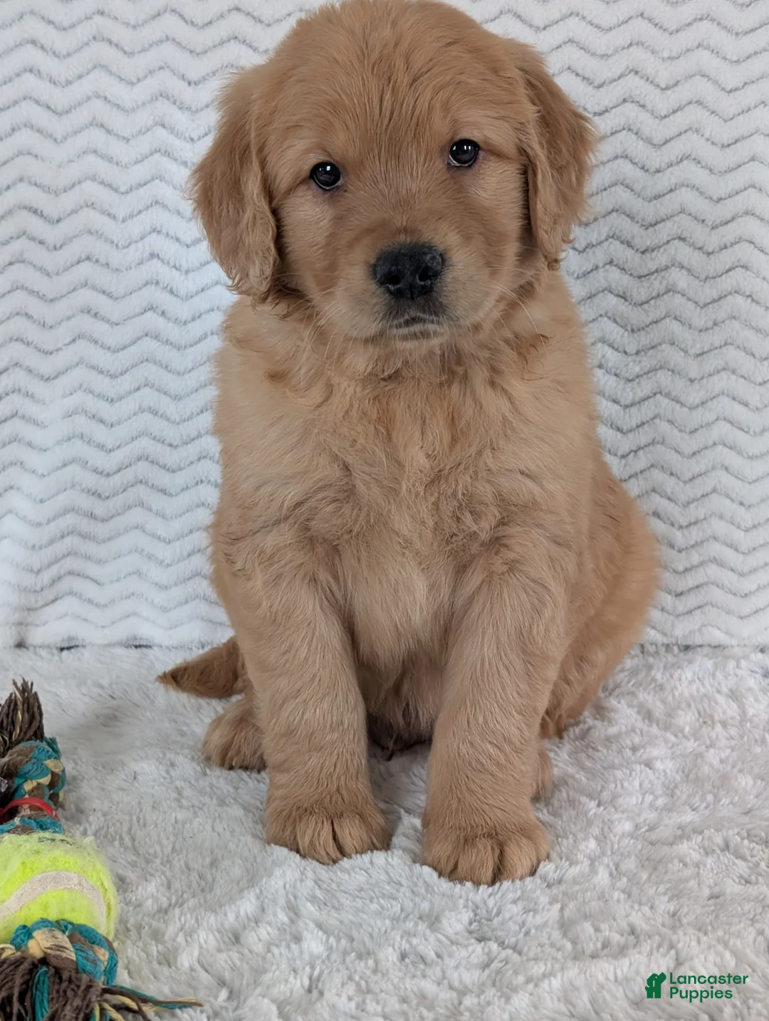Golden Retriever dogs for sale: Parker  - Ad 5