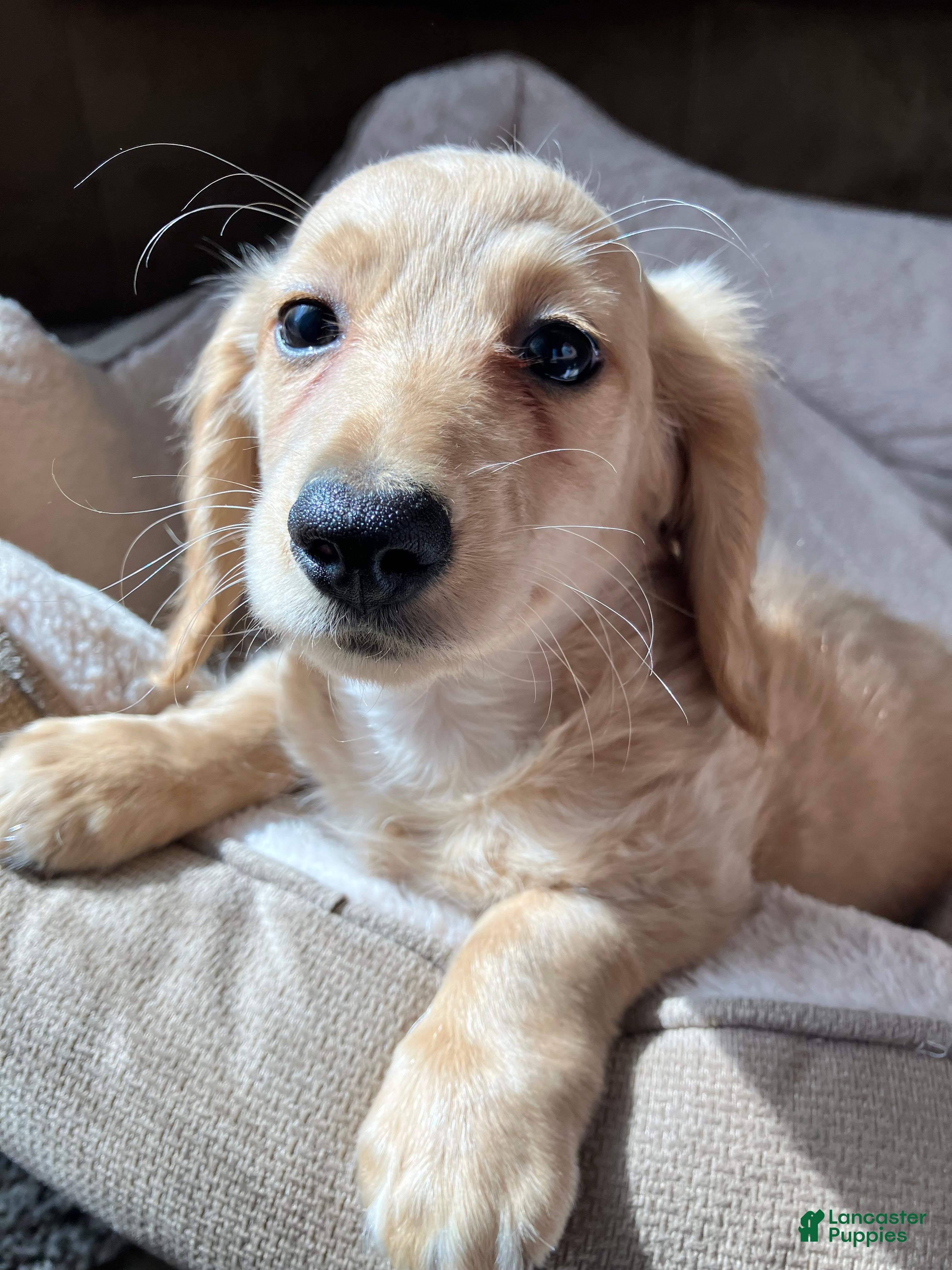 Miniature Dachshund dogs Mr. Spaghetti Noodle of Fettuccine Villa - Ad 1