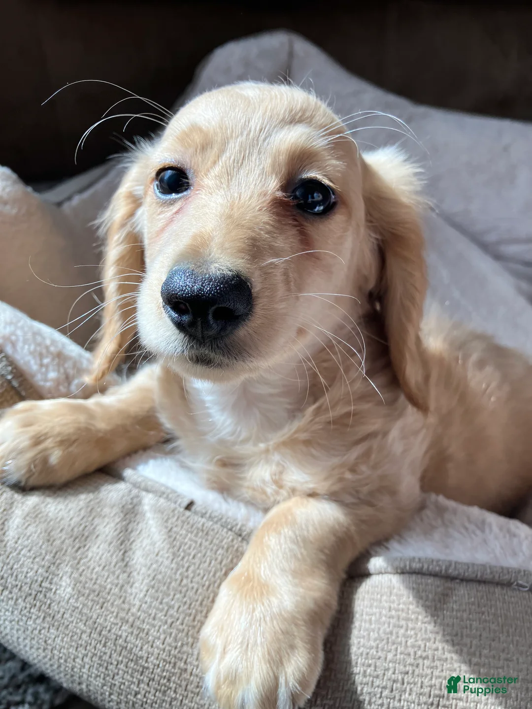 Miniature Dachshund dogs for sale: Mr. Spaghetti Noodle of Fettuccine Villa - Ad 2