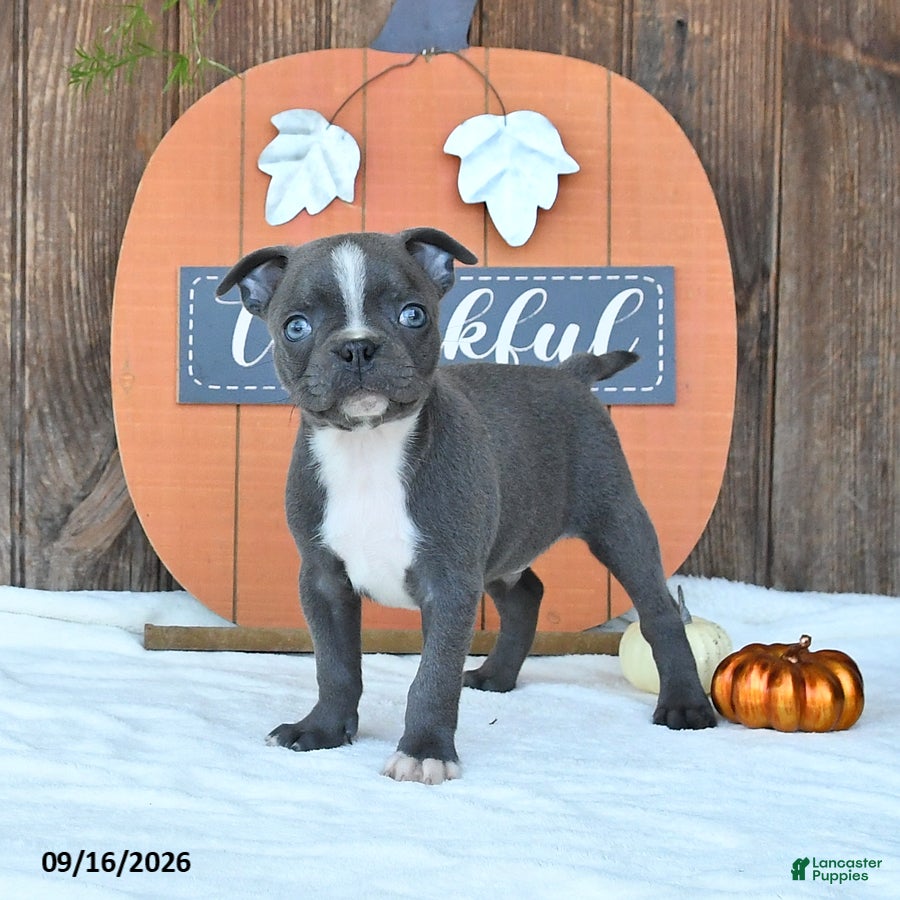 Boston Terrier dogs Avalanche - Ad 1