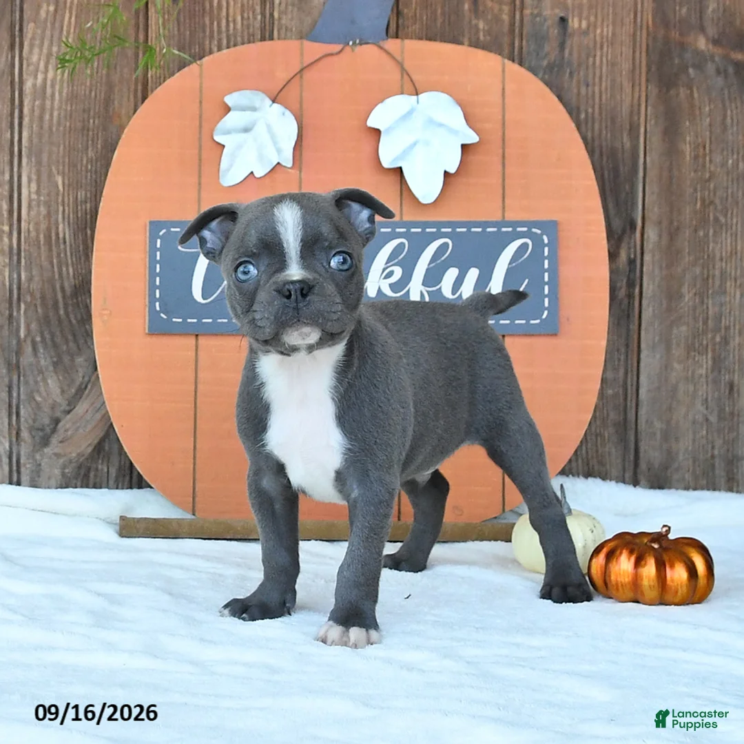 Boston Terrier dogs for sale: Avalanche - Ad 1