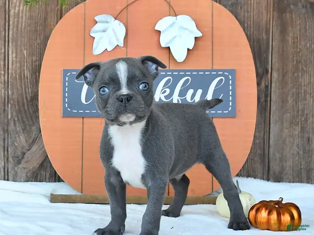 Boston Terrier dogs for sale: Avalanche - Ad 1