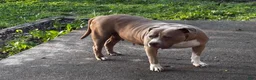 Mixed Breed dogs for sale: Mixed Breed 1 - Ad 4