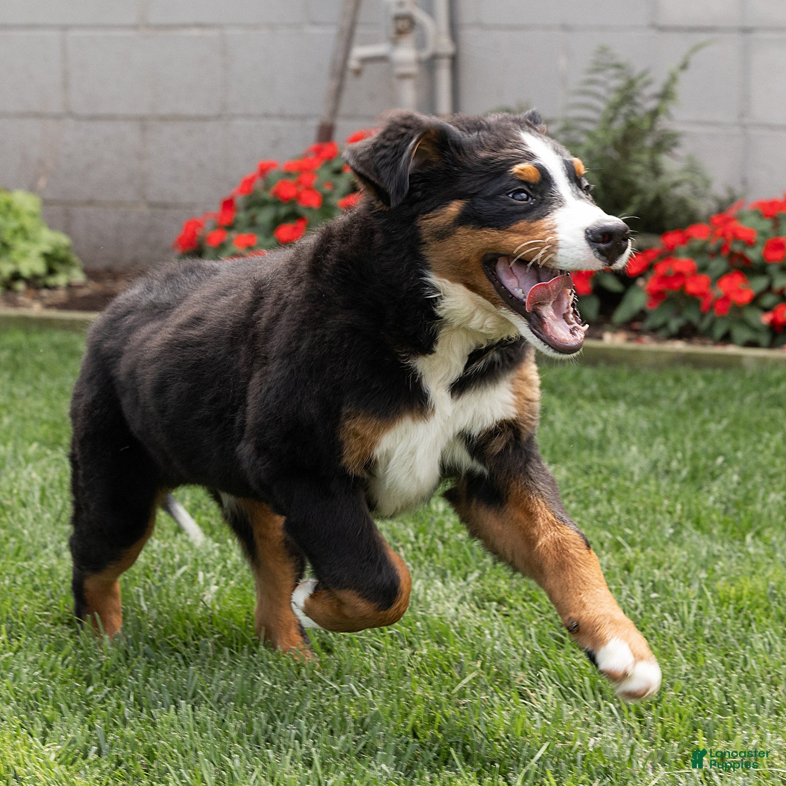 Bernese Mountain Dog dogs Bryan Bernese Mountain Dog  - Ad 2