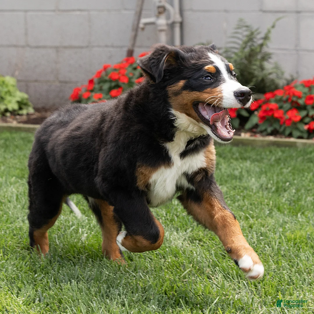 Bernese Mountain Dog dogs for sale: Bryan (Genetically Clear) Bernese Mountain Dog  - Ad 2