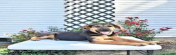 Golden Shepherd dogs for sale: Ruby - Ad 5