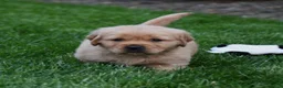 Golden Retriever dogs for sale: Atlas - Ad 3