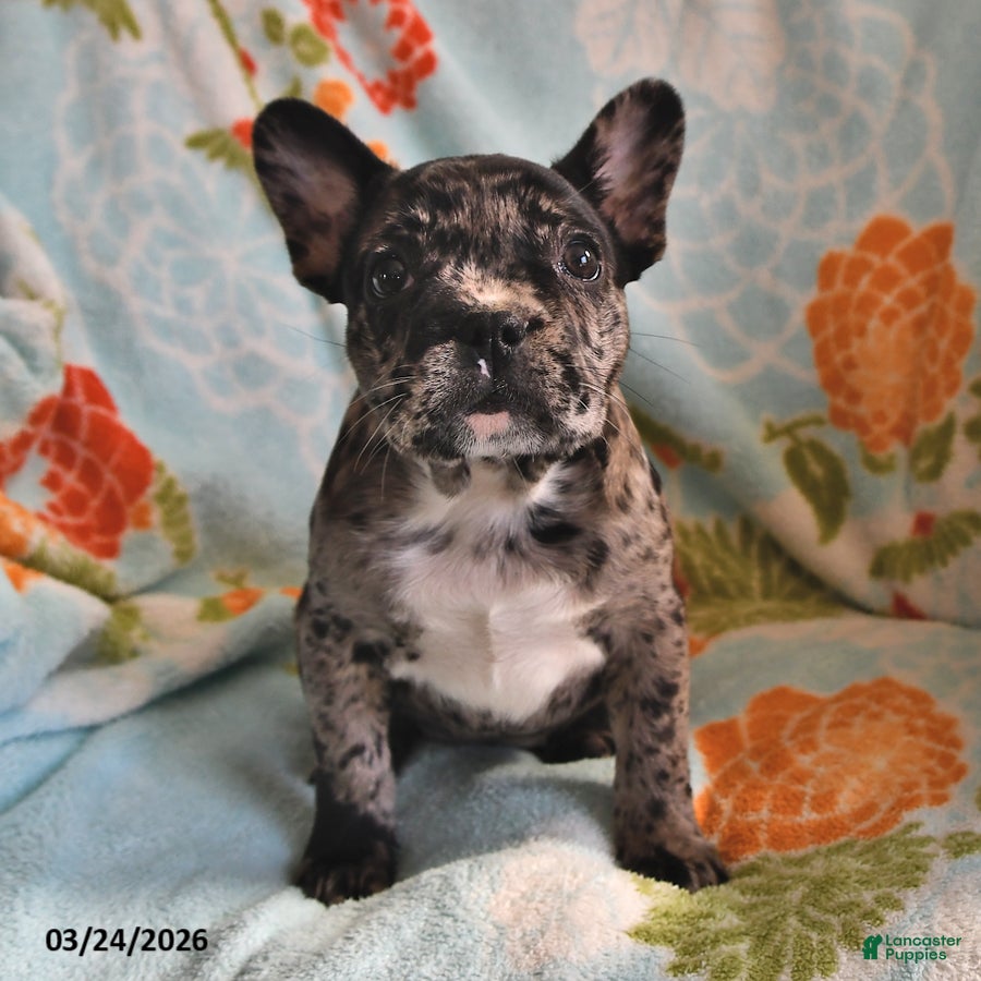 Frenchton dogs Audrey - Ad 1