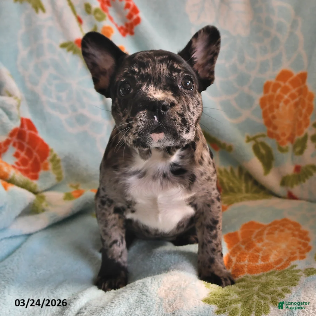 Frenchton dogs for sale: Audrey - Ad 1