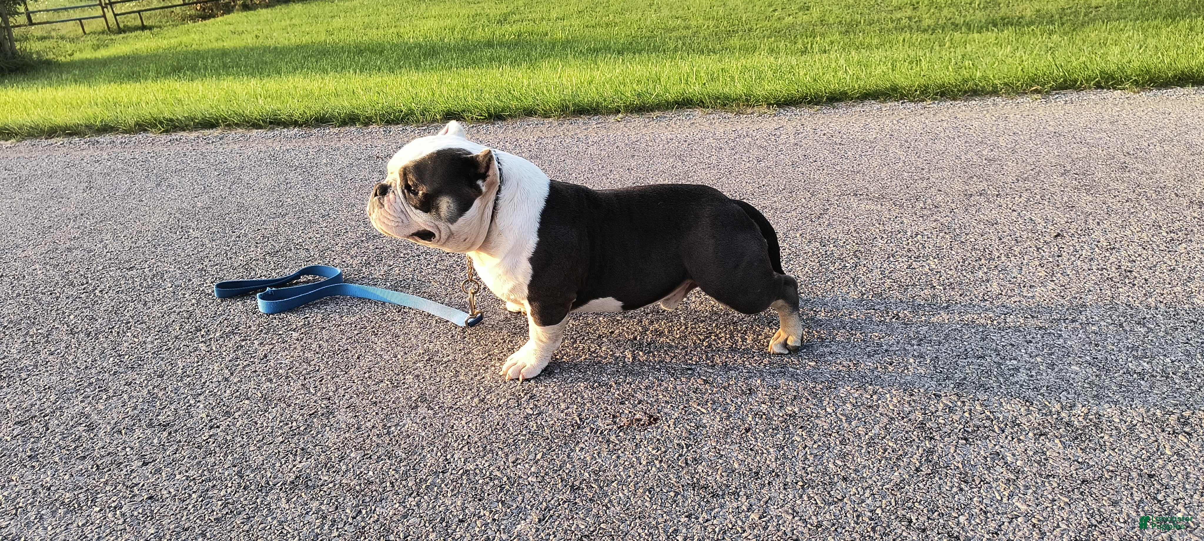 American Bully dogs American Bully Puppy 2 - Ad 31