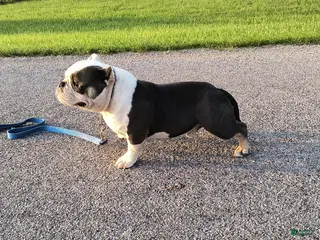 American Bully dogs American Bully Puppy 2 - Ad 31