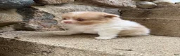 Pomeranian dogs for sale: Andy - Ad 15