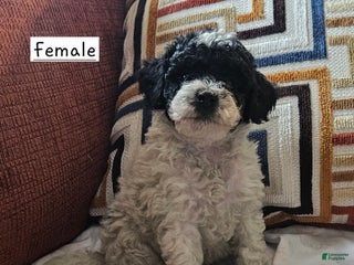 Toy Poodle dogs - Ad 41