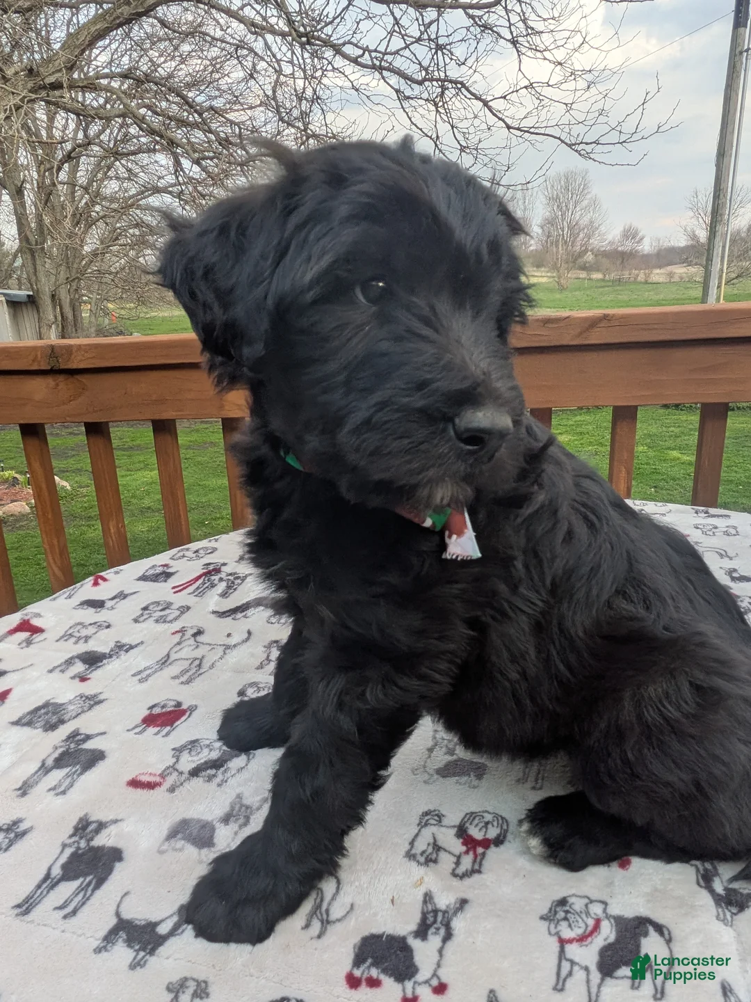 Bordoodle dogs for sale: Bordoodle Puppy 4 - Ad 2