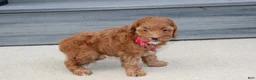 Cockapoo dogs for sale: Penny - Ad 2