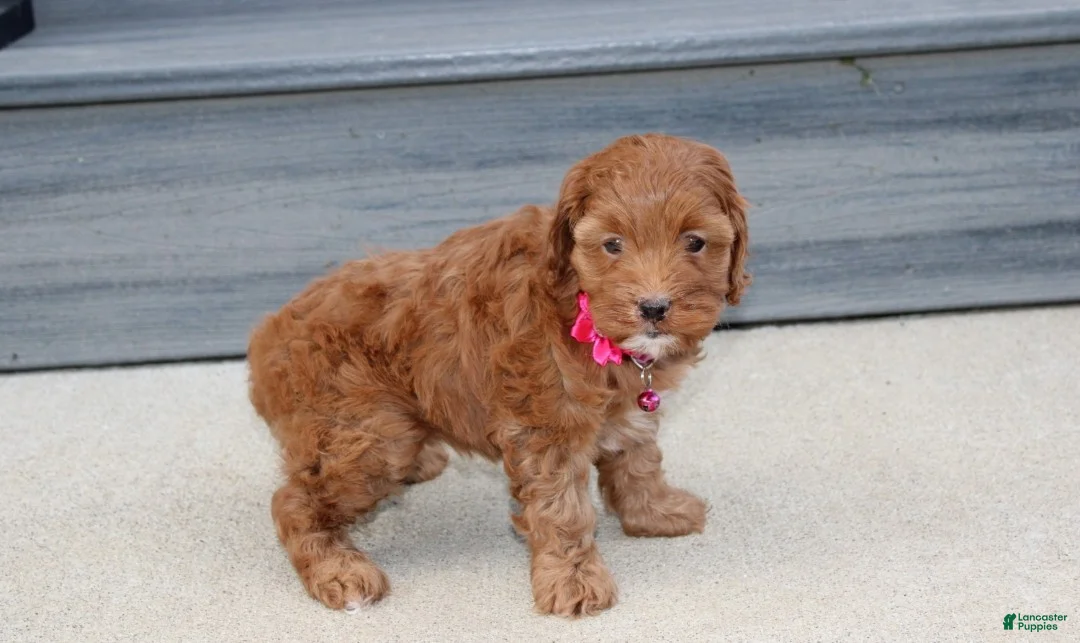 Cockapoo dogs for sale: Penny - Ad 2