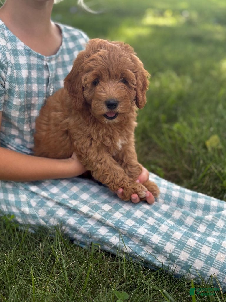 Cavapoo dogs Tulip - Ad 2