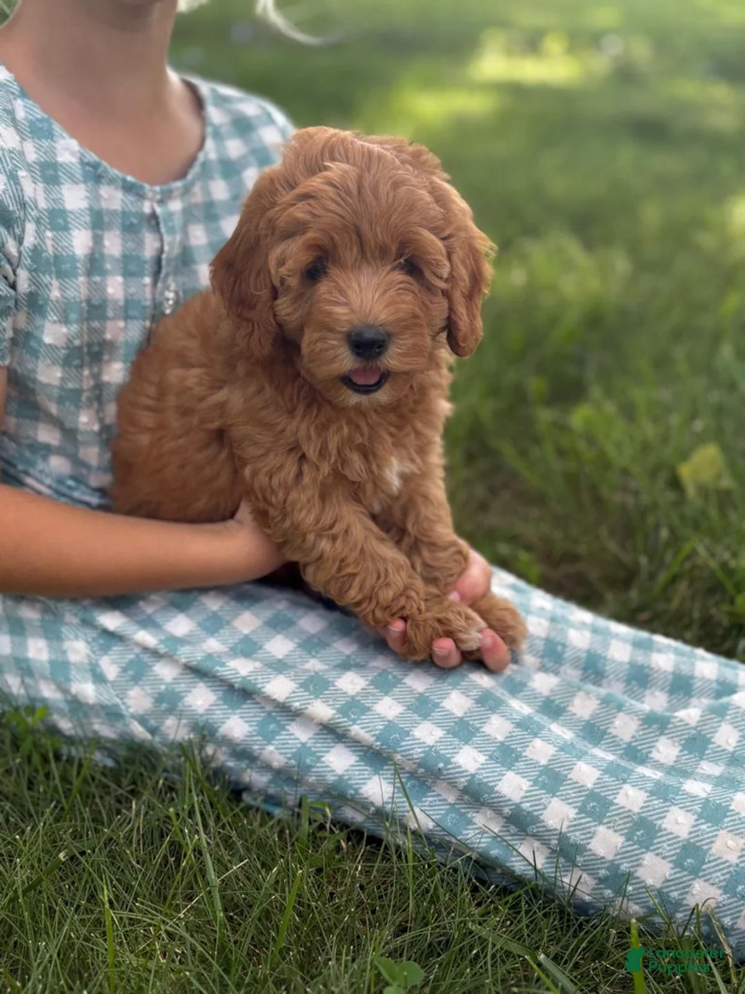 Cavapoo dogs for sale: Tulip - Ad 2