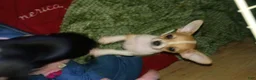 Chihuahua dogs for sale: Chihuahua 3 - Ad 2