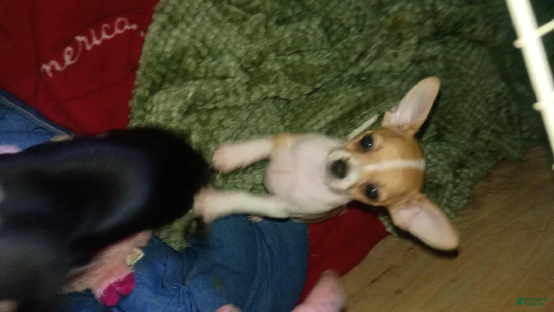 Chihuahua dogs for sale: Chihuahua 3 - Ad 2