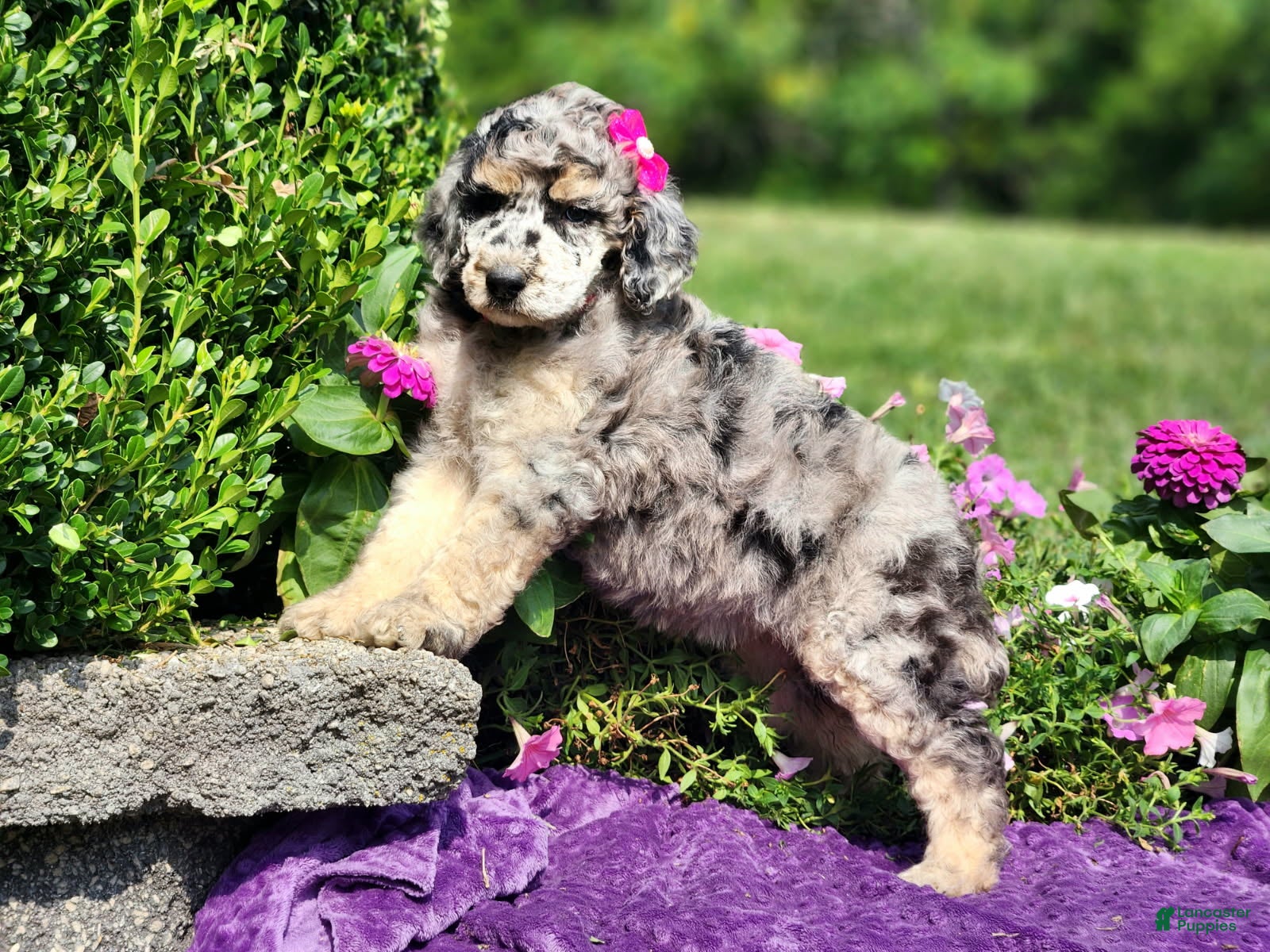 Standard Poodle dogs Stormy - Ad 1