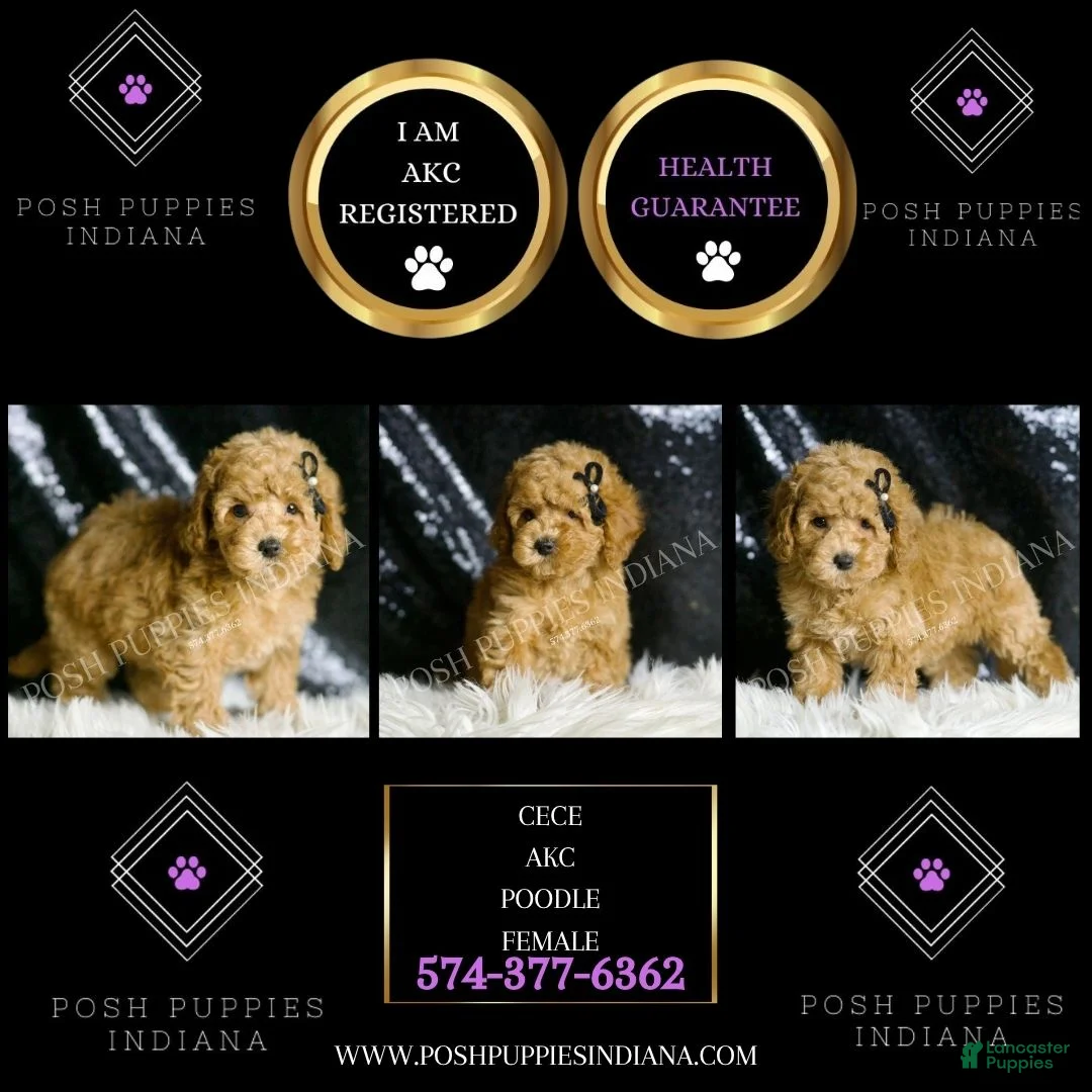 Toy Poodle dogs for sale: Cece - Ad 2