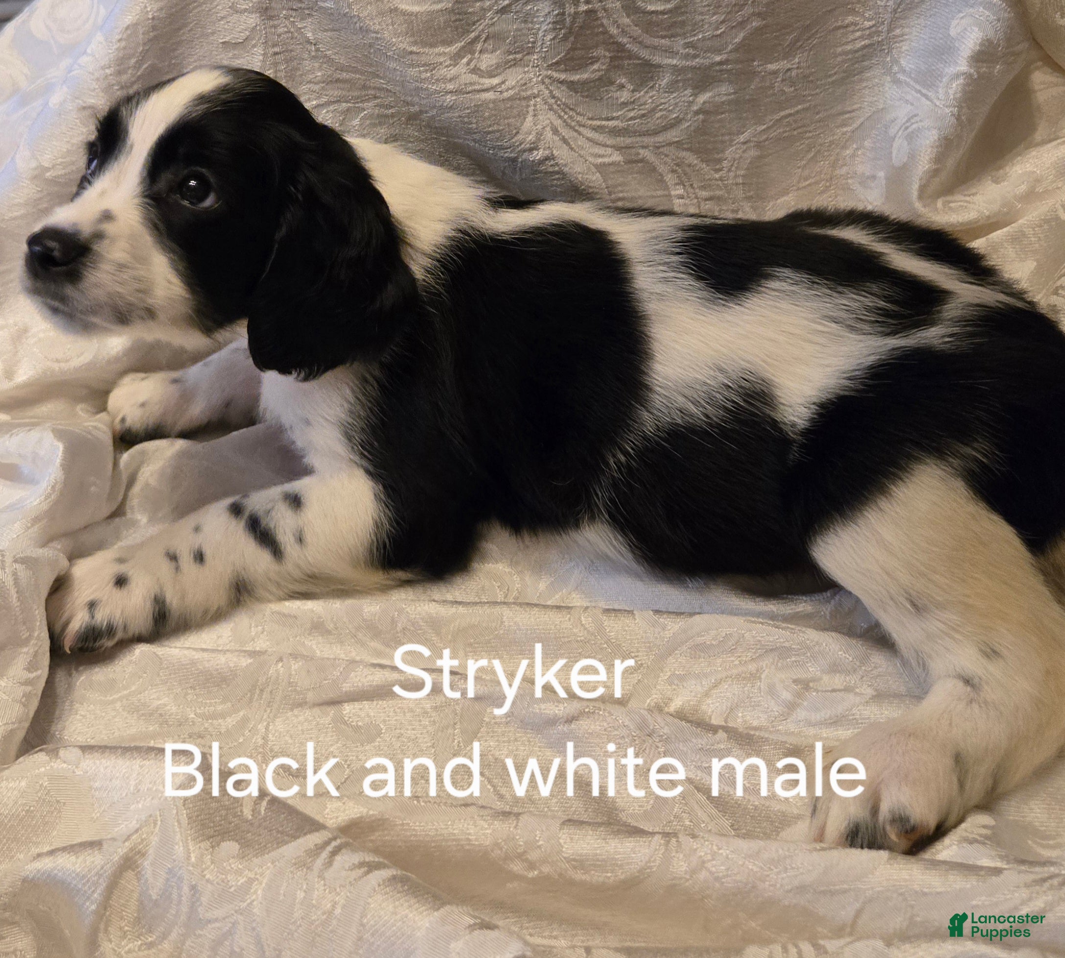 English Springer Spaniel dogs Stryker - Ad 1