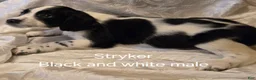 English Springer Spaniel dogs for sale: Stryker - Ad 1
