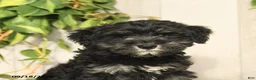 Miniature Schnauzer dogs for sale: Perlie - Ad 10