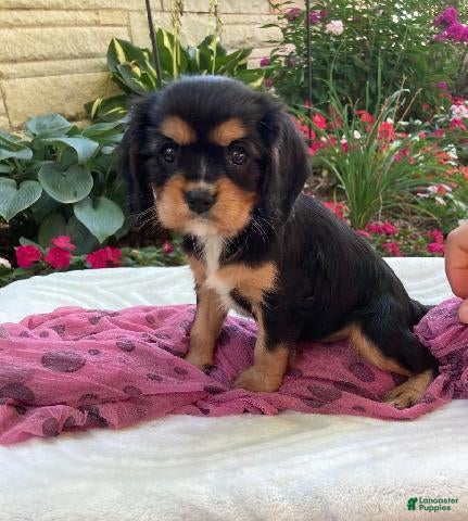 Cavalier King Charles Spaniel dogs Melody - Ad 1