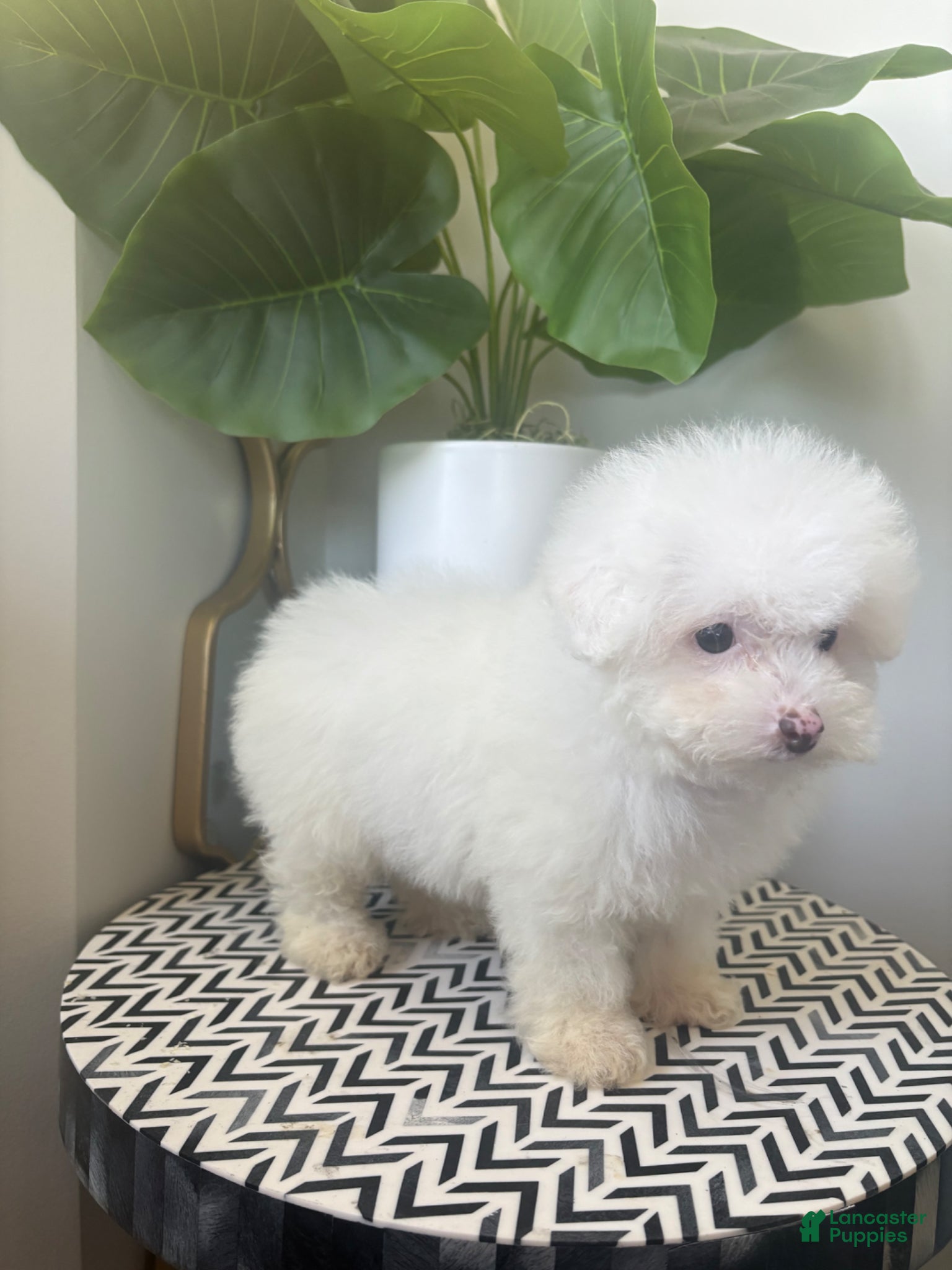 Toy Poodle dogs TEACUP TOY TOYA - Ad 2