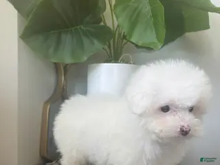 Toy Poodle dogs for sale: TEACUP TOYA❤️🐾 - Ad 1